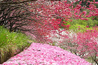 写真：花桃の里