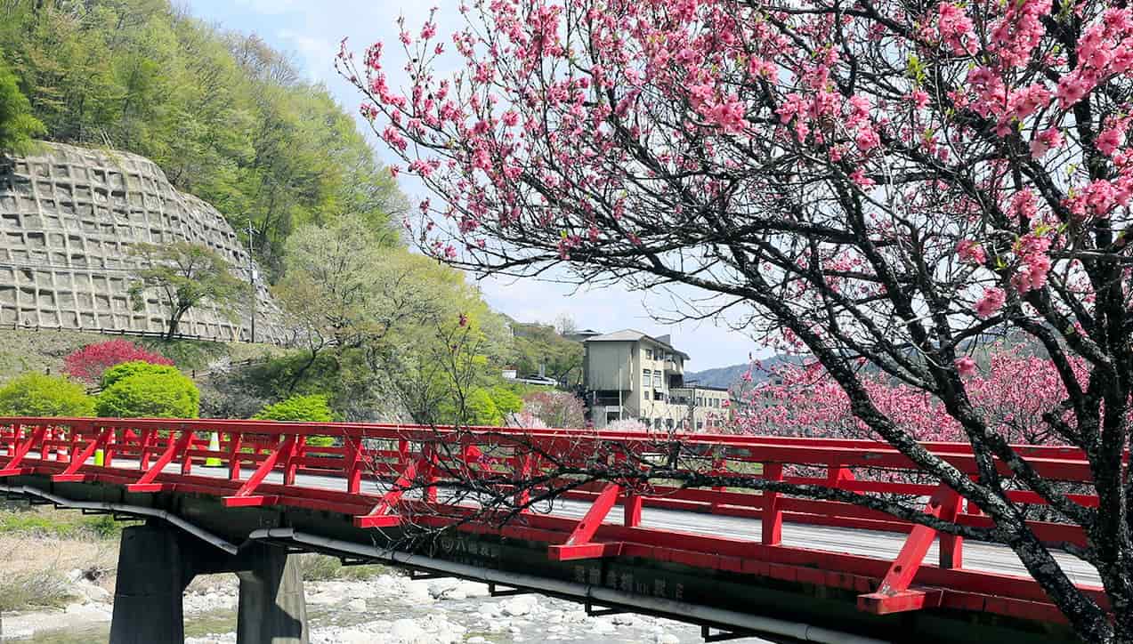 图片：春天的阿智川