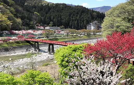 image：Achigawa in spring